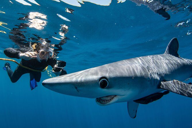 Snorkeling or Swimming with Sharks in Cabo San Lucas - The included comforts that make you focus on the moment