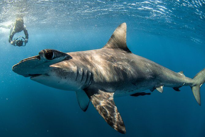 Snorkeling or Swimming with Sharks in Cabo San Lucas - Where you meet, how you get there, and how to avoid stress