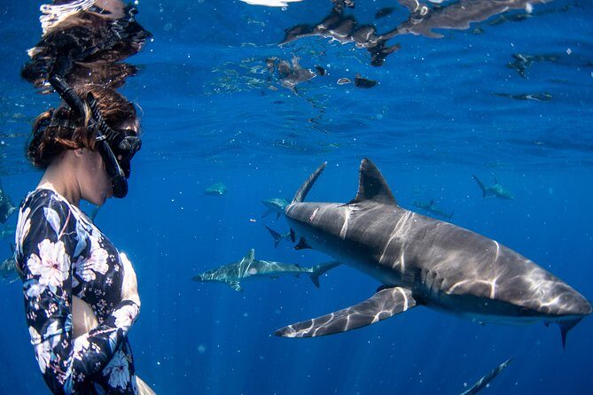 Snorkeling or Swimming with Sharks in Cabo San Lucas - El Arco stop and the sea lion colony: the “warm-up” you shouldn’t skip