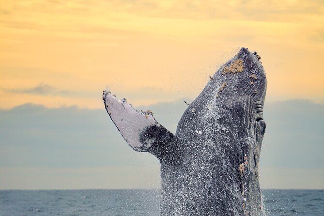 Sunrise Whale Watching boat tour with marine biologist - Key takeaways before you go