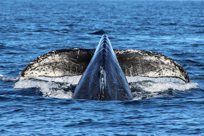 Sunrise Whale Watching boat tour with marine biologist - The “close to shore” reef and bird spotting section