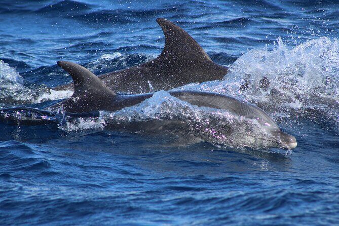 Sunrise Whale Watching boat tour with marine biologist - Whale sound with the hydrophone: hearing what you can’t see