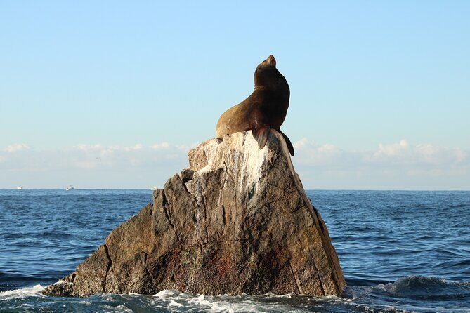 Sunrise Whale Watching boat tour with marine biologist - Arch of Cabo San Lucas and sea lions: the short photo finale