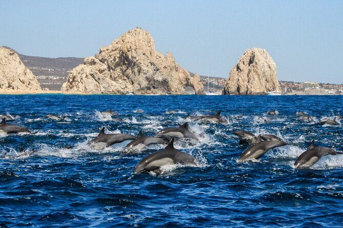 Sunrise Whale Watching boat tour with marine biologist - What’s included: the good stuff that makes the morning comfortable