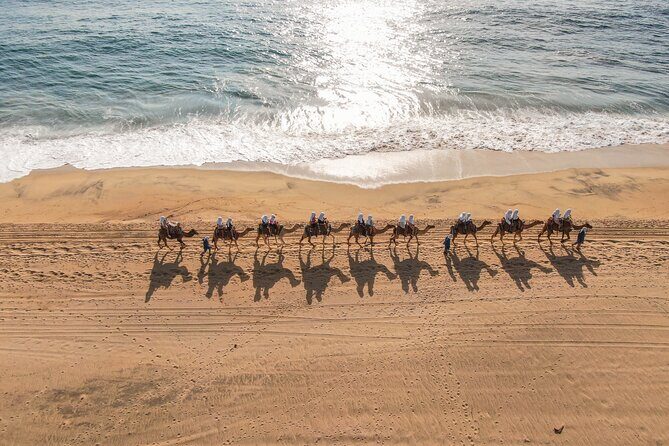 Sunset beach Camel ride with Mexican Buffet and Tequila Tasting - Cabo Camel Sunset: The Big Picture