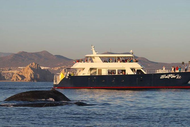 Sunset Dinner Cruise in Los Cabos - Key things I’d underline before you book