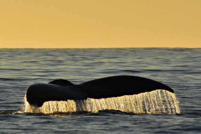 Sunset Whale Cruise in Cabo San Lucas - Sunset whale watching with real commentary from Cabo Trek