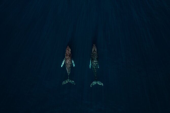 Sunset Whale Watching in Cabo San Lucas - Why This Cabo Sunset Whale Trip Works So Well