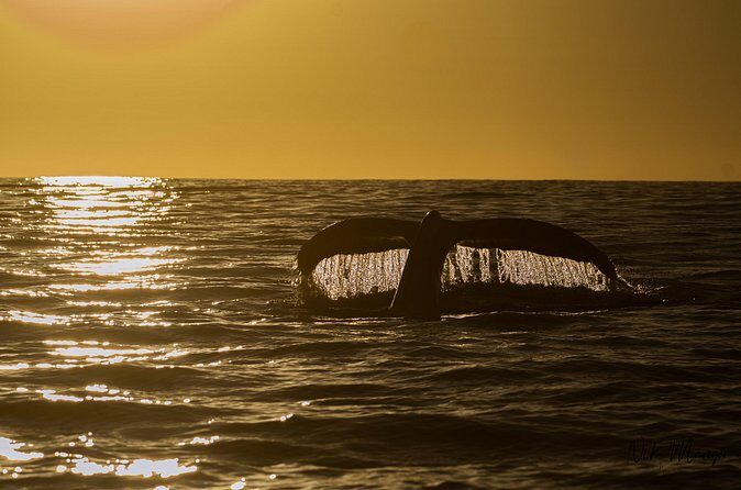 Sunset Whale Watching in Cabo San Lucas - What the Guides Actually Do (Besides Point)