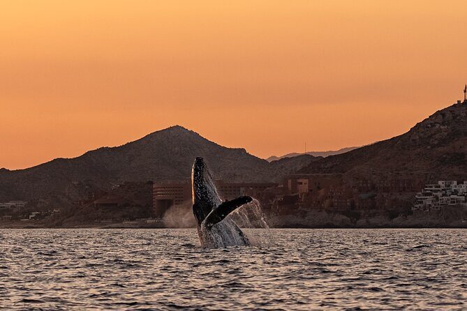 Sunset Whale Watching in Cabo San Lucas - Drone + Photo/Video Coverage: Worth It or Not?