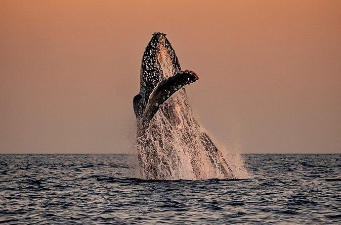 Sunset Whale Watching in Cabo San Lucas - Small Boat Vibes: Close, Calm, and Maneuverable