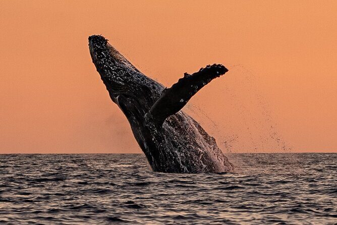 Sunset Whale Watching in Cabo San Lucas - Snacks, Restroom, and Real Comfort at Sunset