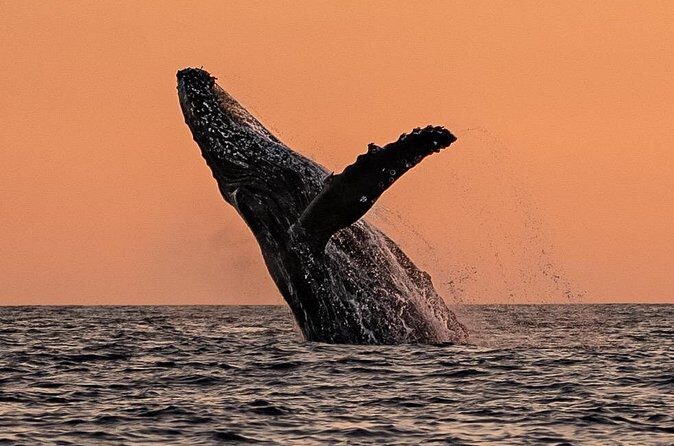 Sunset Whale Watching in Cabo San Lucas - Price and Value: Is $140 Fair for 2 Hours?