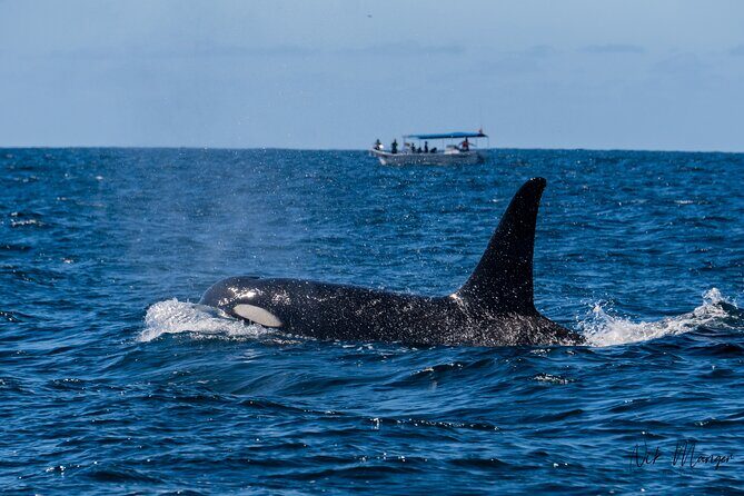 Sunset Whale Watching in Cabo San Lucas - Dock C to El Arco: The 4:30 pm Flow