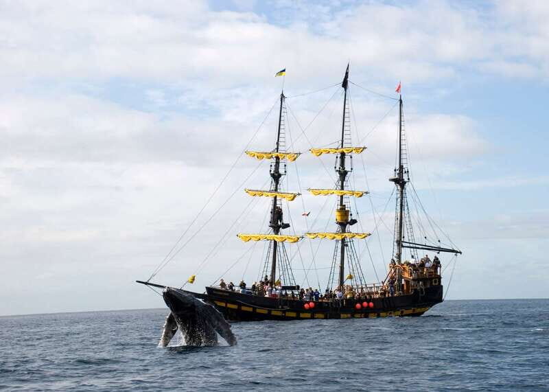 Thar She Blows! Whale Watching Pirate Cruise - Leaving La Terminal: The “Capitan’s Hunt” Whale-Watching Flow