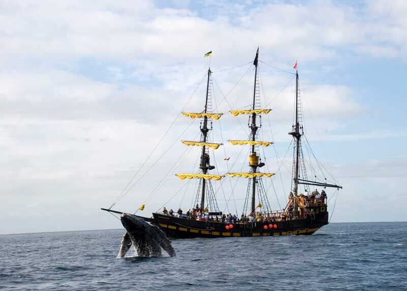 Thar She Blows! Whale Watching Pirate Cruise - Who This Tour Fits Best