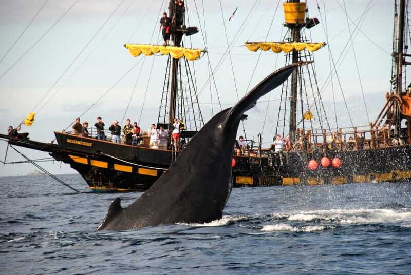 Thar She Blows! Whale Watching Pirate Cruise - Should You Book This Whale Watching Pirate Cruise?
