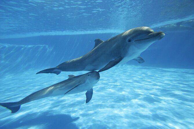 The only Natural Space Dolphin Encounter in Cabo Optional Pickup! - Pickup and meeting points: how to keep the day calm