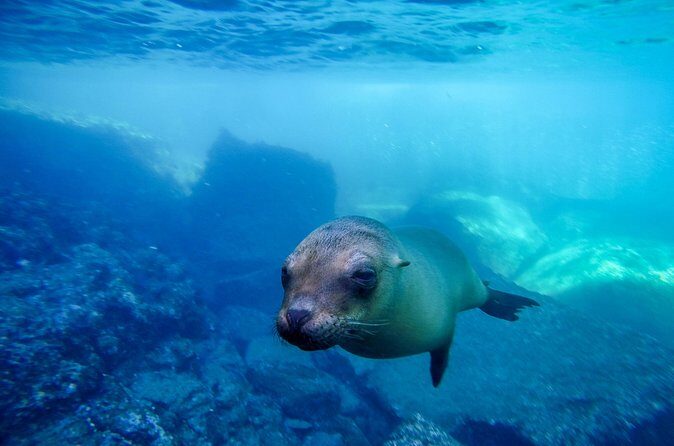 The only Natural Space Dolphin Encounter in Cabo Optional Pickup! - The route around Cabo: quick stops that mix with the dolphin moment