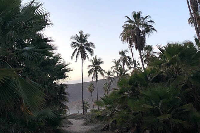 Visit Todos Santos Magic Town - Stop 3: Tequila Town Todos Santos tasting session (included)