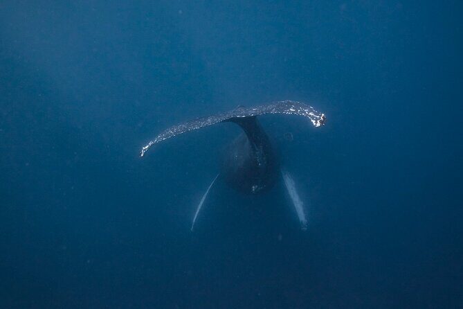 Whale and Dive Combo Tour in Los Cabos - Key Highlights at a Glance