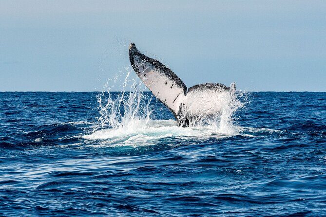 Whale and Dive Combo Tour in Los Cabos - Cabo San Lucas at 6:30 a.m.: Getting There Without Stress