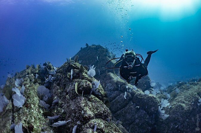 Whale and Dive Combo Tour in Los Cabos - From Whales to Reef: Finding a Water Spot Nearby