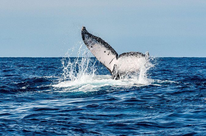 Whale and Dive Combo Tour in Los Cabos - Two Water Sessions in One Morning: Better Chances, Not Just More Time