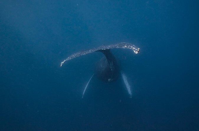 Whale and Dive Combo Tour in Los Cabos - The Scuba-Friendly Setup: Comfort, Coaching, and Refresher Help