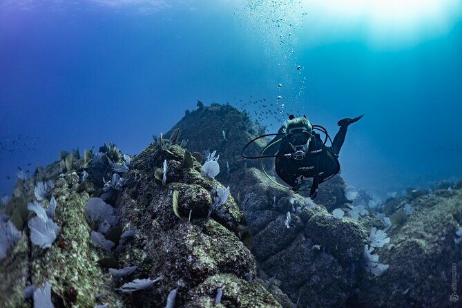 Whale and Dive Combo Tour in Los Cabos - Wildlife You Can Plan Around: More Than Just Whales