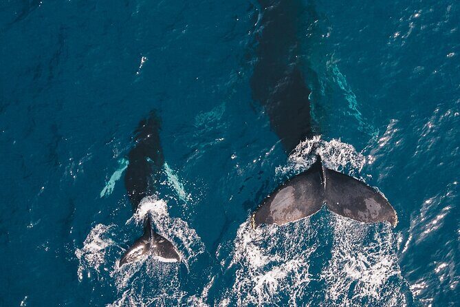 Whale and Dive Combo Tour in Los Cabos - 1.5 Hours Whale Watching: How the Boat Hunt Works