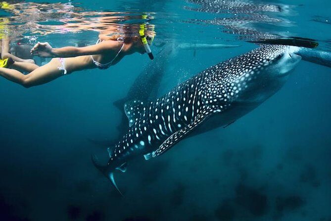 Whale-Shark Snorkeling Excursion to La Paz - Quick highlights for Cabo Trek’s La Paz whale-shark swim