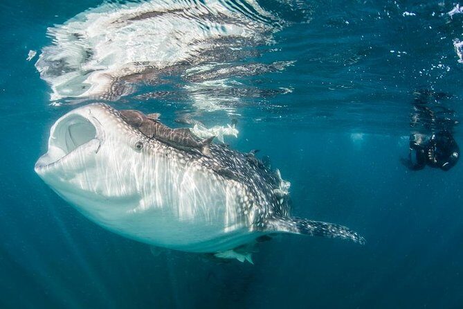 Whale-Shark Snorkeling Excursion to La Paz - Cabo to La Paz: the early start that makes the day work