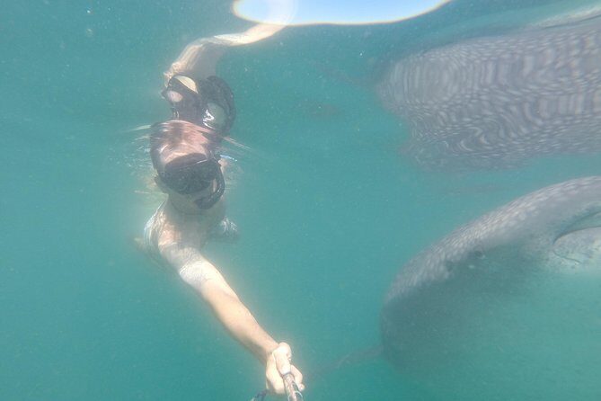 Whale-Shark Snorkeling Excursion to La Paz - What you’ll do after the swim: lunch with taco and quesadilla