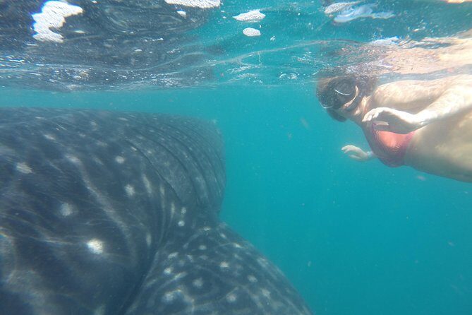 Whale-Shark Snorkeling Excursion to La Paz - The return ride and Todos Santos stop: a Pueblo Mágico bonus