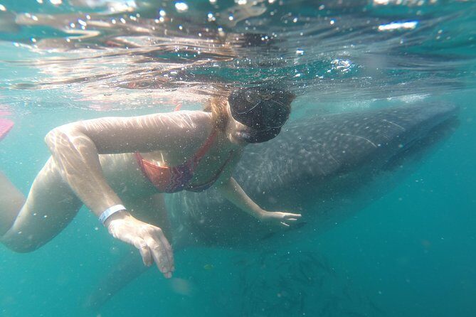 Whale-Shark Snorkeling Excursion to La Paz - Small group size and equipment: why the logistics feel smoother