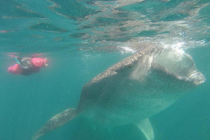 Whale-Shark Snorkeling Excursion to La Paz - Price and value: what $349 buys you (and what it doesn’t)