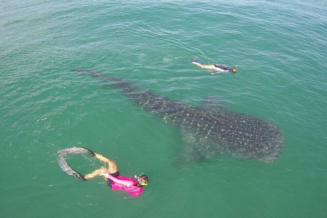 Whale-Shark Snorkeling Excursion to La Paz - Who should book this La Paz whale-shark tour