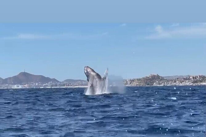 Whale Tale Adventures in Los cabos - Meeting Point Reality Check: How to Find the Marina Without Stress