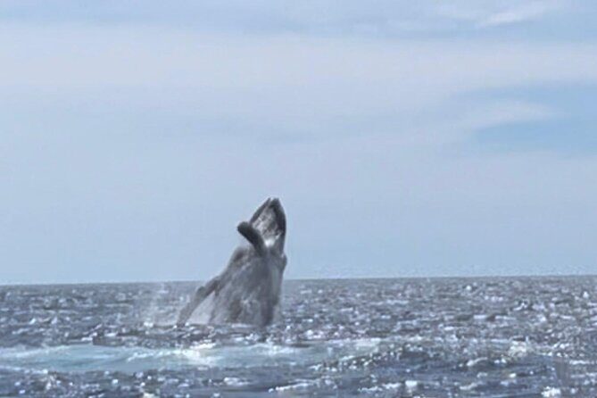 Whale Tale Adventures in Los cabos - Should You Book Whale Tale Adventures for Your Cabo Arch Day?