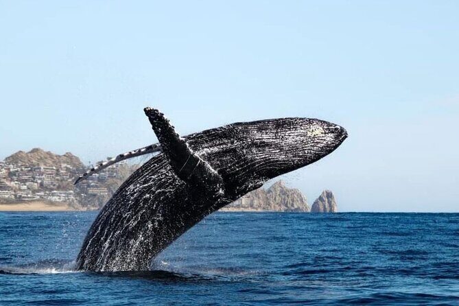 Whale Tale Adventures in Los cabos - The Route From the Marina: Pelican Beach, Sea Lions, and Land’s End