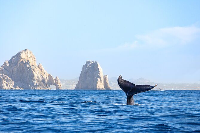 Whale Tour, Arch, Professional Photos & Hydrophone - Hydrophone Whale Singing: What You’re Really Listening For