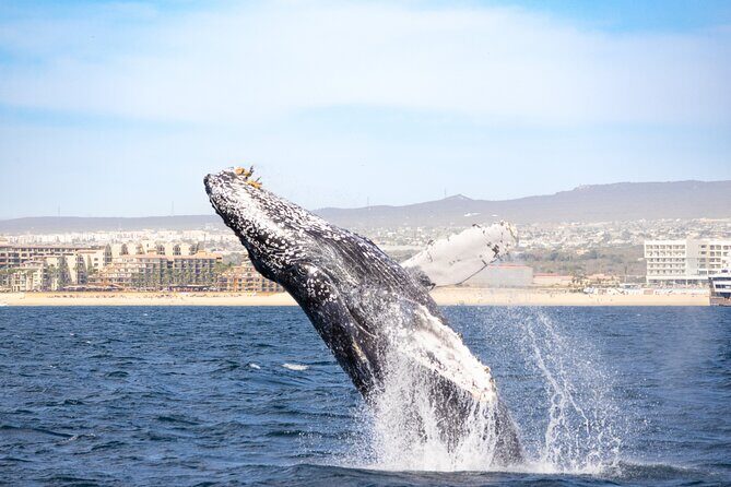 Whale Tour, Arch, Professional Photos & Hydrophone - Responsible Whale Viewing and Conservation Support