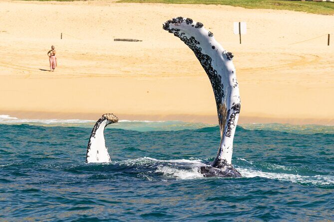 Whale Tour, Arch, Professional Photos & Hydrophone - What’s Included, What Isn’t, and What I’d Bring