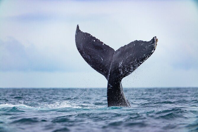 Whale Tour, Arch, Professional Photos & Hydrophone - Value Check: Is $142.38 Worth It for This Particular Tour?
