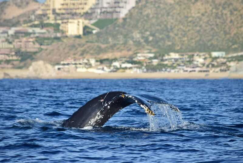Whale Watch Cabo: Group Whale Watching Tour - FREE photos - Marine Biologist Guide: What You Learn While You Look