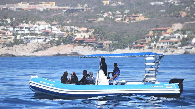 Whale Watch Cabo: Zodiac Whale Adventure - FREE Photos - Key points that matter before you book