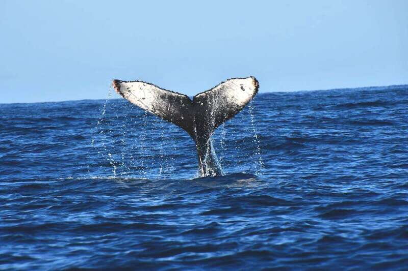 Whale Watch Cabo: Zodiac Whale Adventure - FREE Photos - The whale search: what you might see (and even hear)
