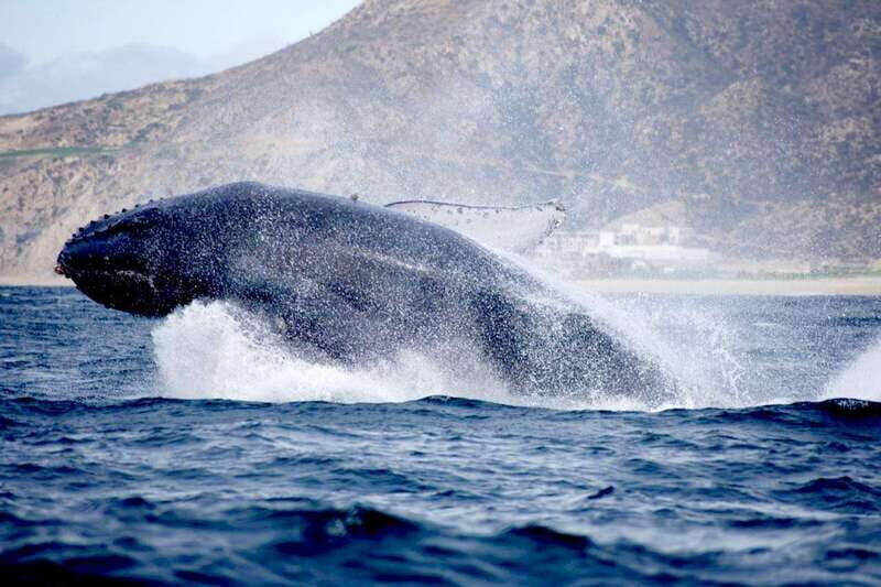 Whale Watch Cabo: Zodiac Whale Adventure - FREE Photos - The small-group Zodiac format and the people behind it