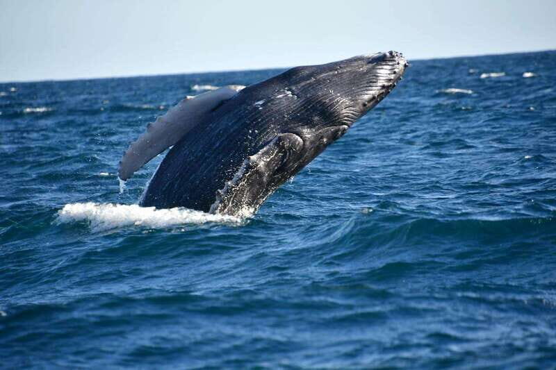 Whale Watch Cabo: Zodiac Whale Adventure - FREE Photos - Free photos and the whale sightings guarantee (seasonal)